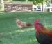 Renowned Chickens of Cotati